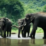 Ethical elephant sanctuary experience with volunteer opportunity